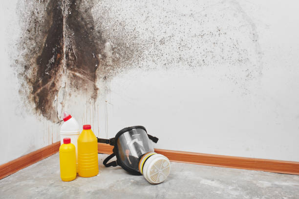 Best Black Mold Removal  in Marion, VA