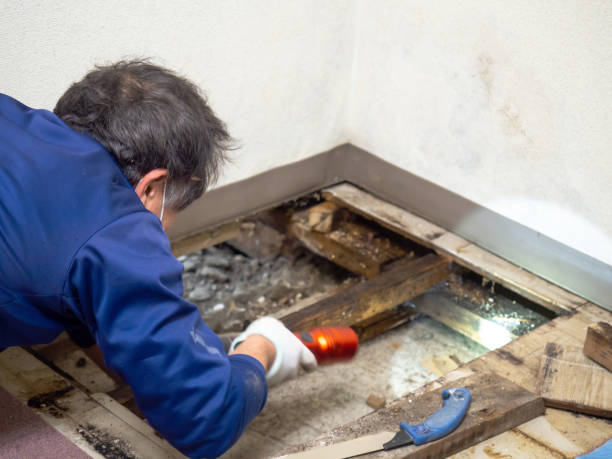 Best Affordable Mold Removal  in Marion, VA