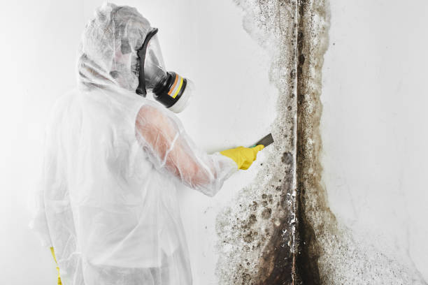 Best Crawl Space Mold Removal  in Marion, VA