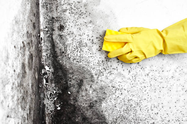 Best Mold Testing  in Marion, VA