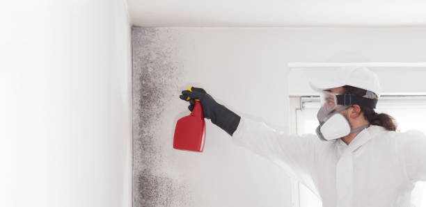 Best Toxic Mold Removal  in Marion, VA
