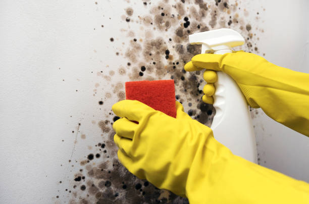 Best Attic Mold Removal  in Marion, VA