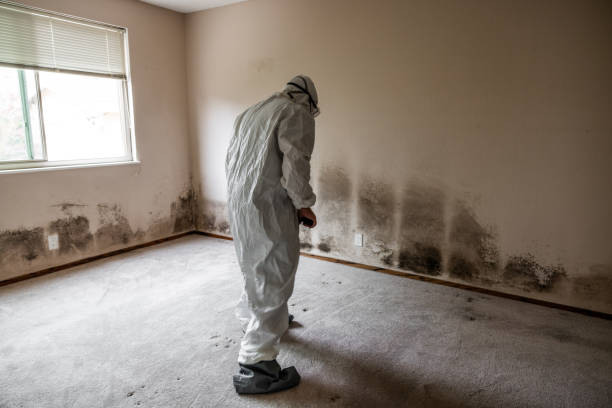 Best Fast Mold Removal  in Marion, VA