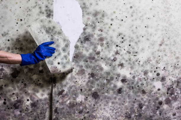 Best Office Mold Removal Services  in Marion, VA