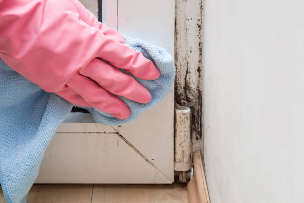 Best Professional Mold Removal  in Marion, VA