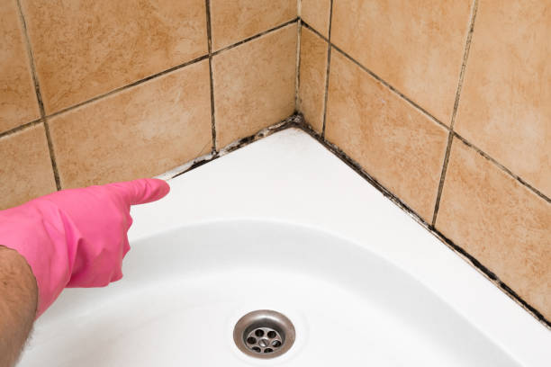 Best Mold Removal Near Me  in Marion, VA