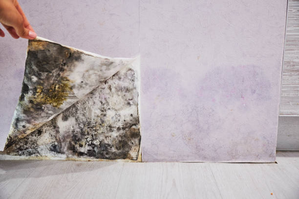 Trusted Marion, VA Mold Removal Experts